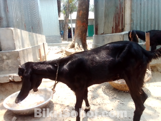 ছাগল বিক্রয় করা হবে